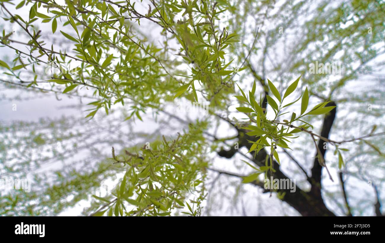 Salice affogante con foglie verdi e nuove durante la primavera. Foto Stock