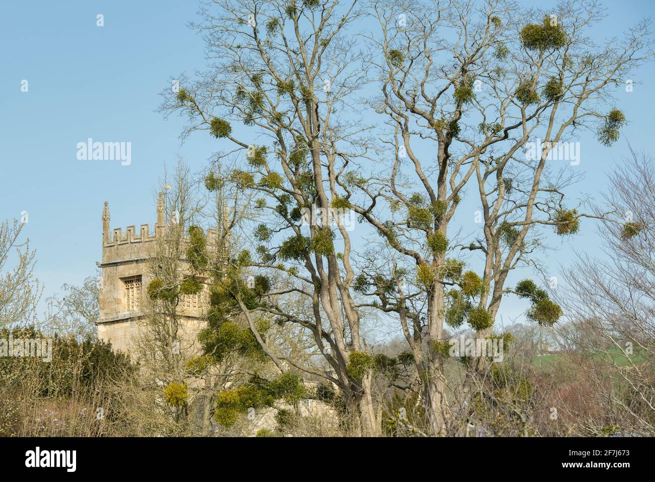 Mistletoe in un albero in primavera. Overbury, Cotswolds, Worcestershire, Inghilterra Foto Stock