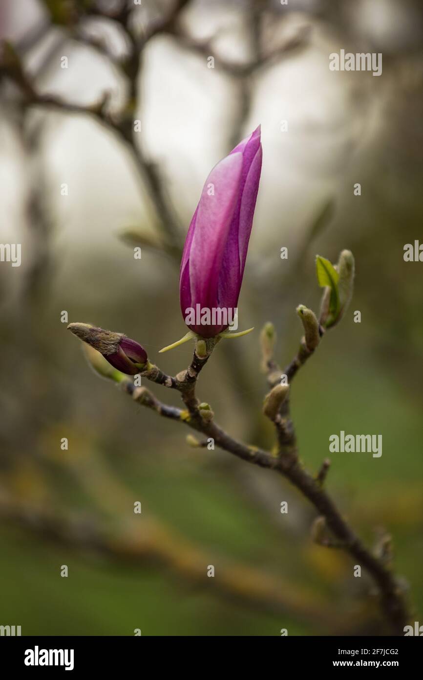 Fiore viola parzialmente aperto su Magnolia × soulangeana albero in Primavera nel Regno Unito Foto Stock