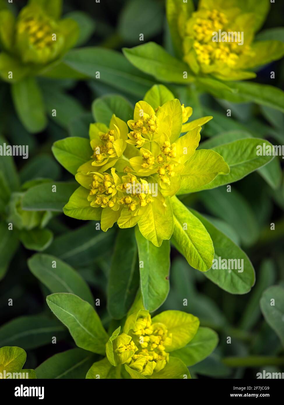 Closeup di teste di fiore di maggiore sprite cuscino, Euphorbia epitimoides 'Major', in primavera su sfondo verde Foto Stock