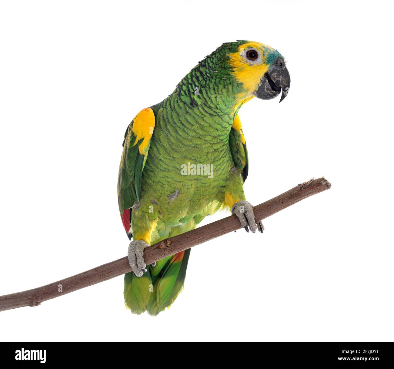 amazzonia turchese di fronte a sfondo bianco Foto Stock