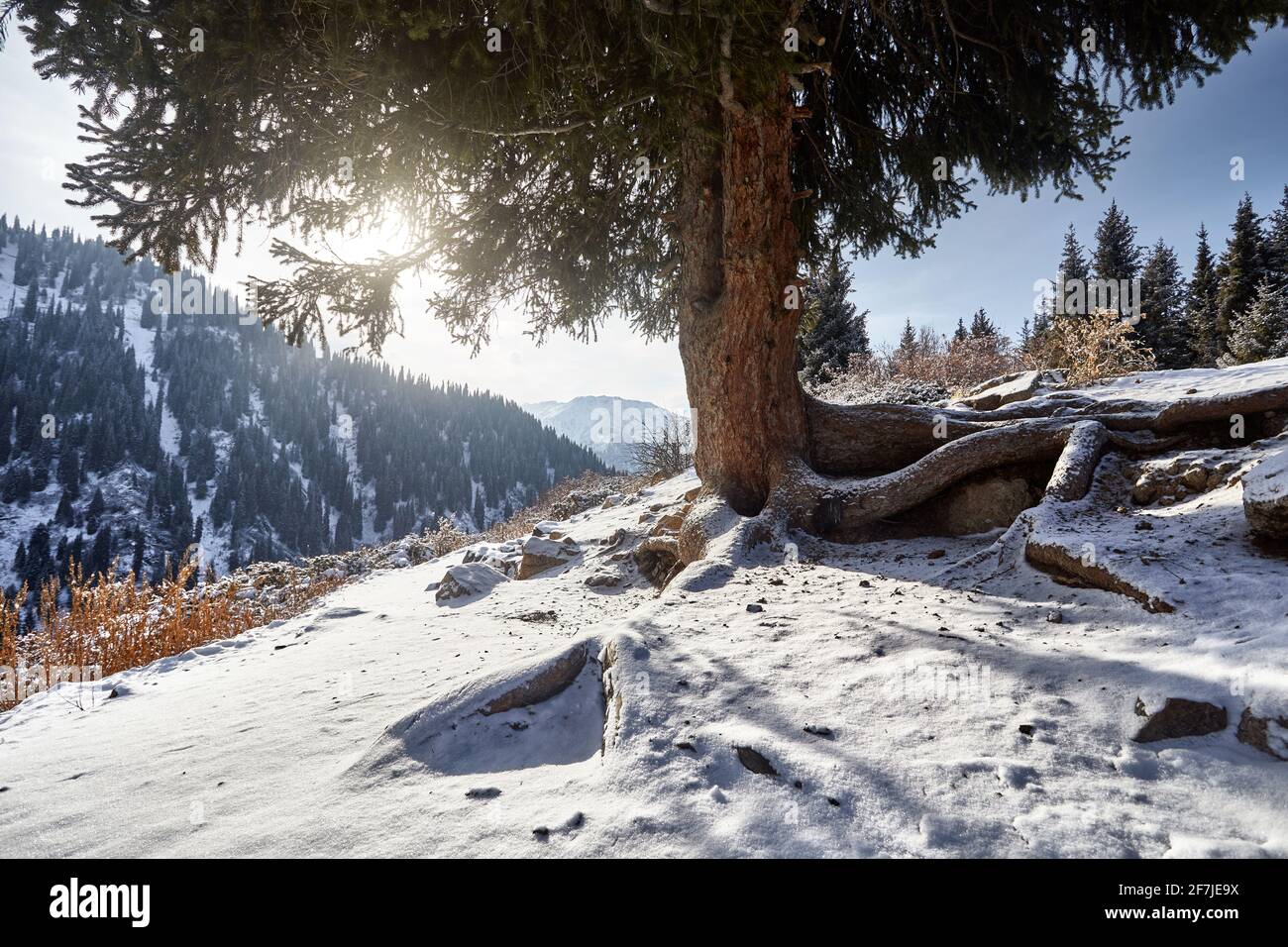 Splendido scenario della cima delle montagne con la neve incorniciata da tronco di abete rosso ad Almaty, Kazakistan. Concetto esterno ed escursionistico Foto Stock