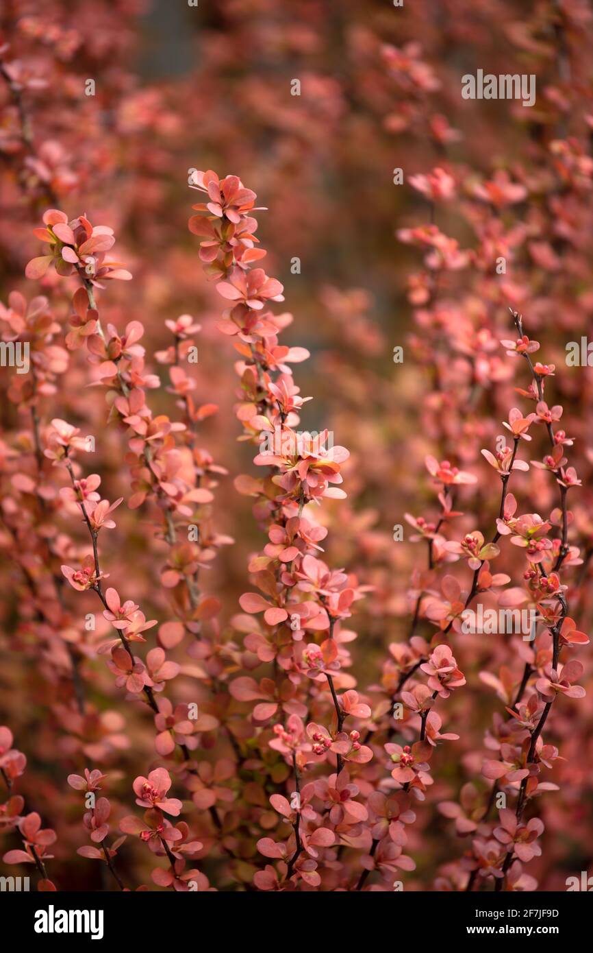 Rami dell'arbusto Berberis thunbergii 'Orange Rocket' in primavera Il Regno Unito Foto Stock