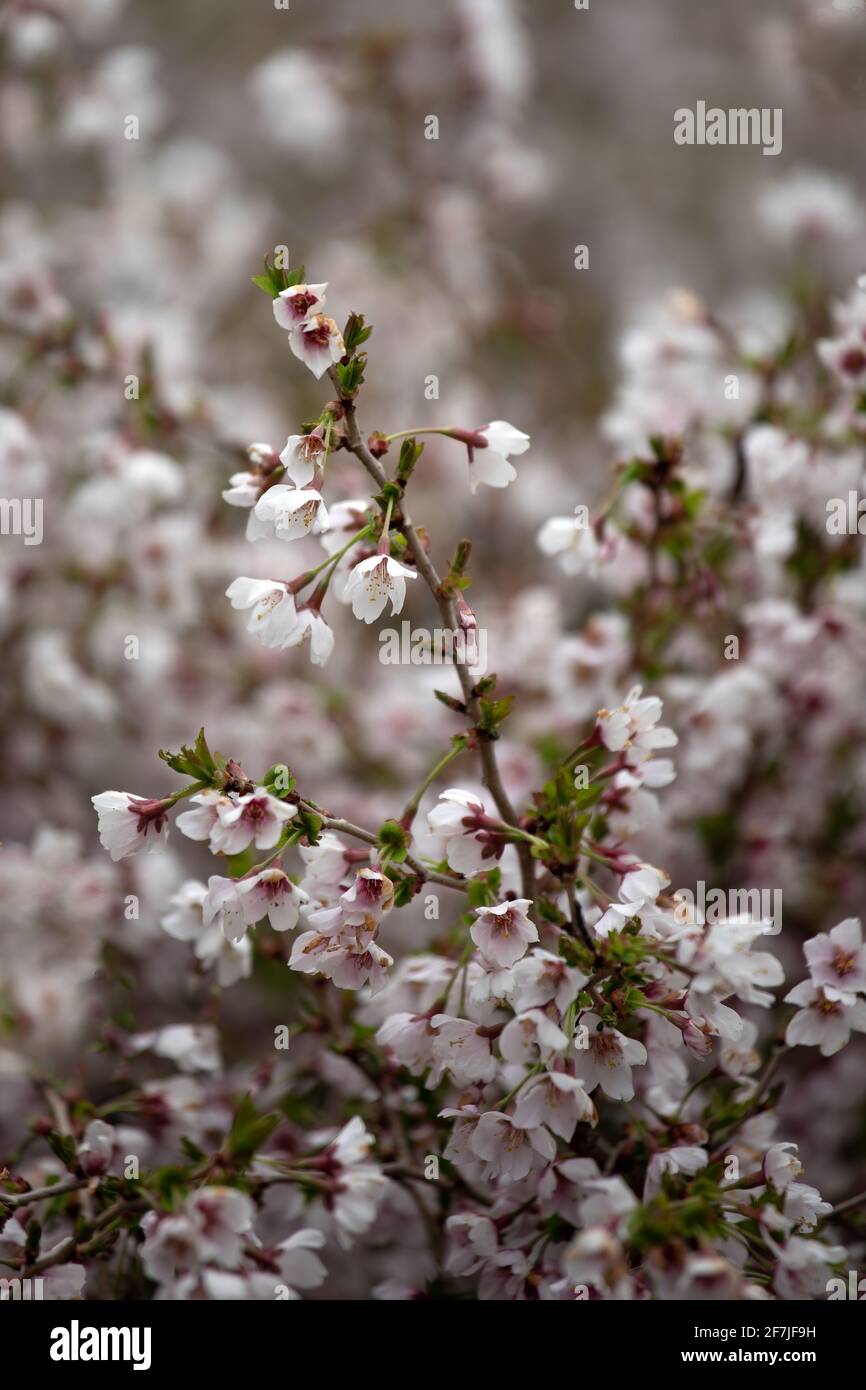 I fiori di ciliegio Prunus incisa 'Kojo No mai' in Fiorisce in primavera nel Regno Unito Foto Stock