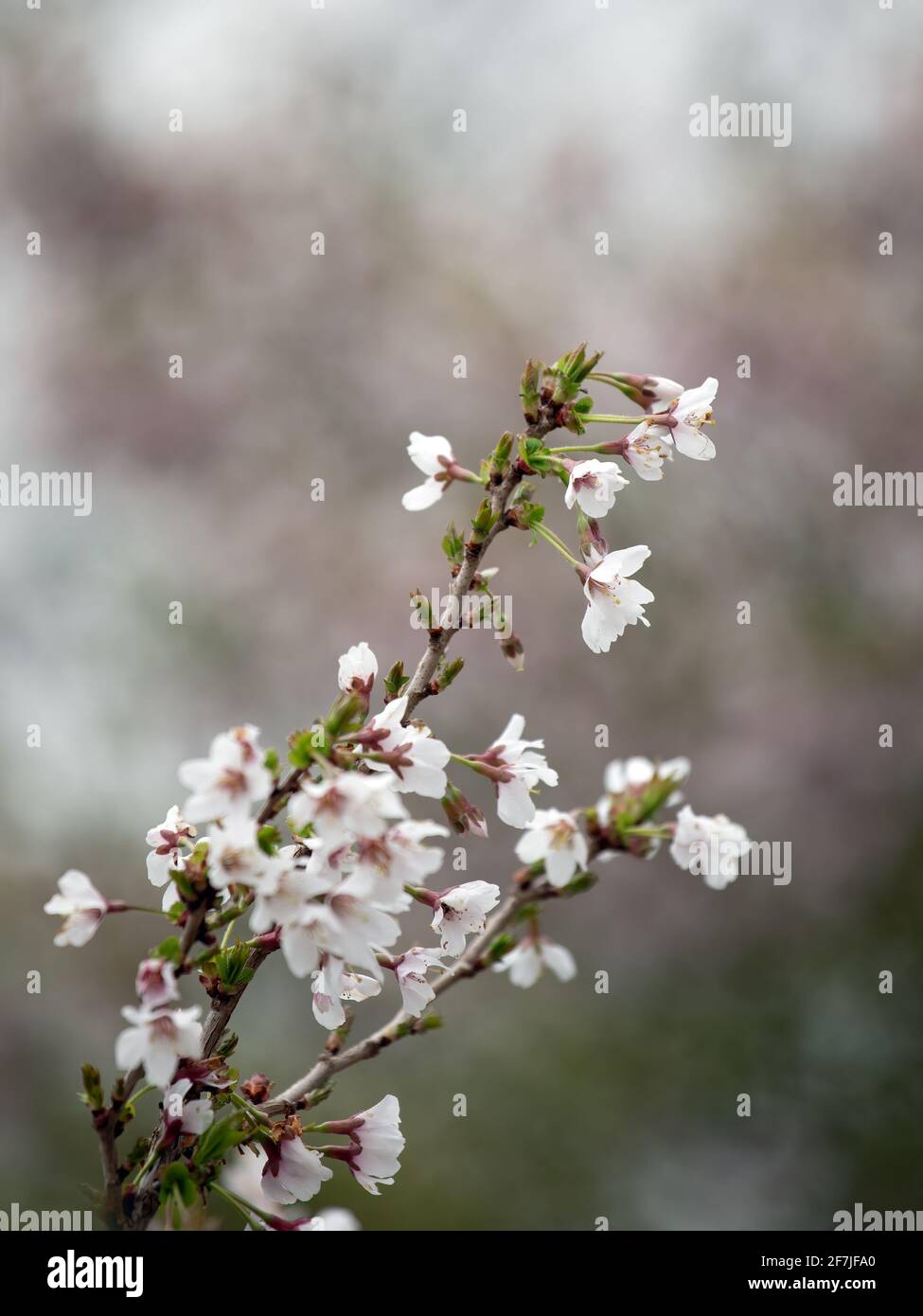 I fiori di ciliegio Prunus incisa 'Kojo No mai' in Fiorisce in primavera nel Regno Unito Foto Stock