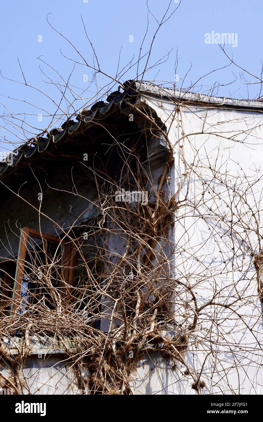 Viti che crescono su una vecchia casa con muro bianco. Foto Stock