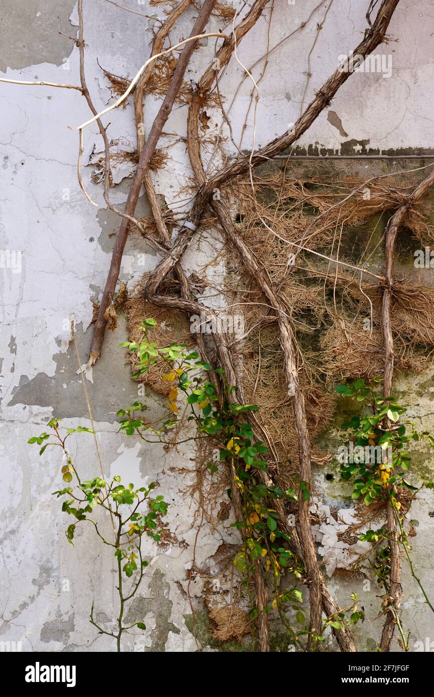 Viti che crescono su una vecchia casa con muro bianco. Foto Stock