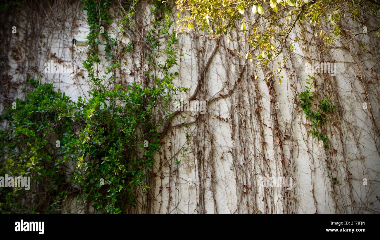 Viti che crescono su una vecchia casa con muro bianco. Foto Stock