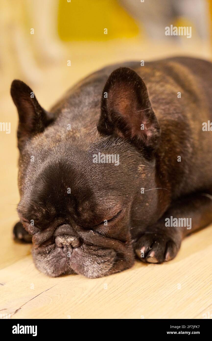 Un piccolo bulldog nero che si stendeva a terra si sentiva a dormire. Foto Stock