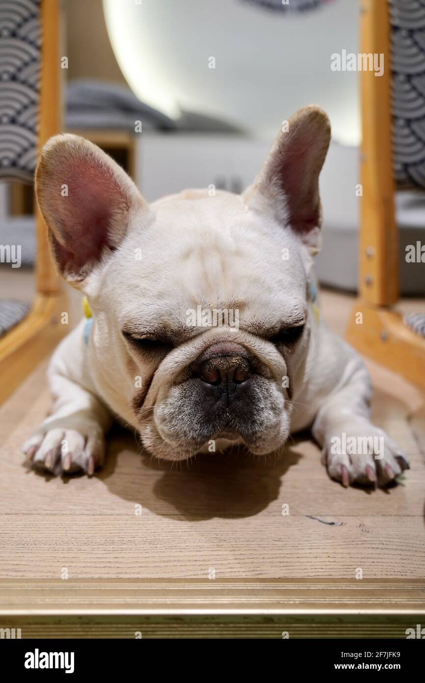Un piccolo bulldog bianco che posa a terra. Foto Stock