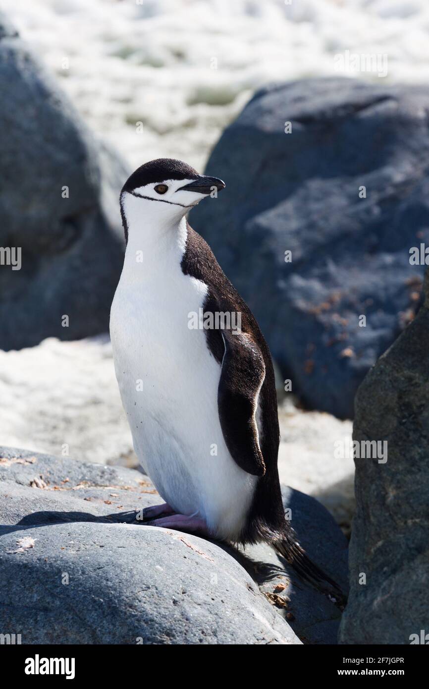 Un singolo ritratto del pinguino Chinstrap antartide in piedi. Foto verticale. Foto Stock