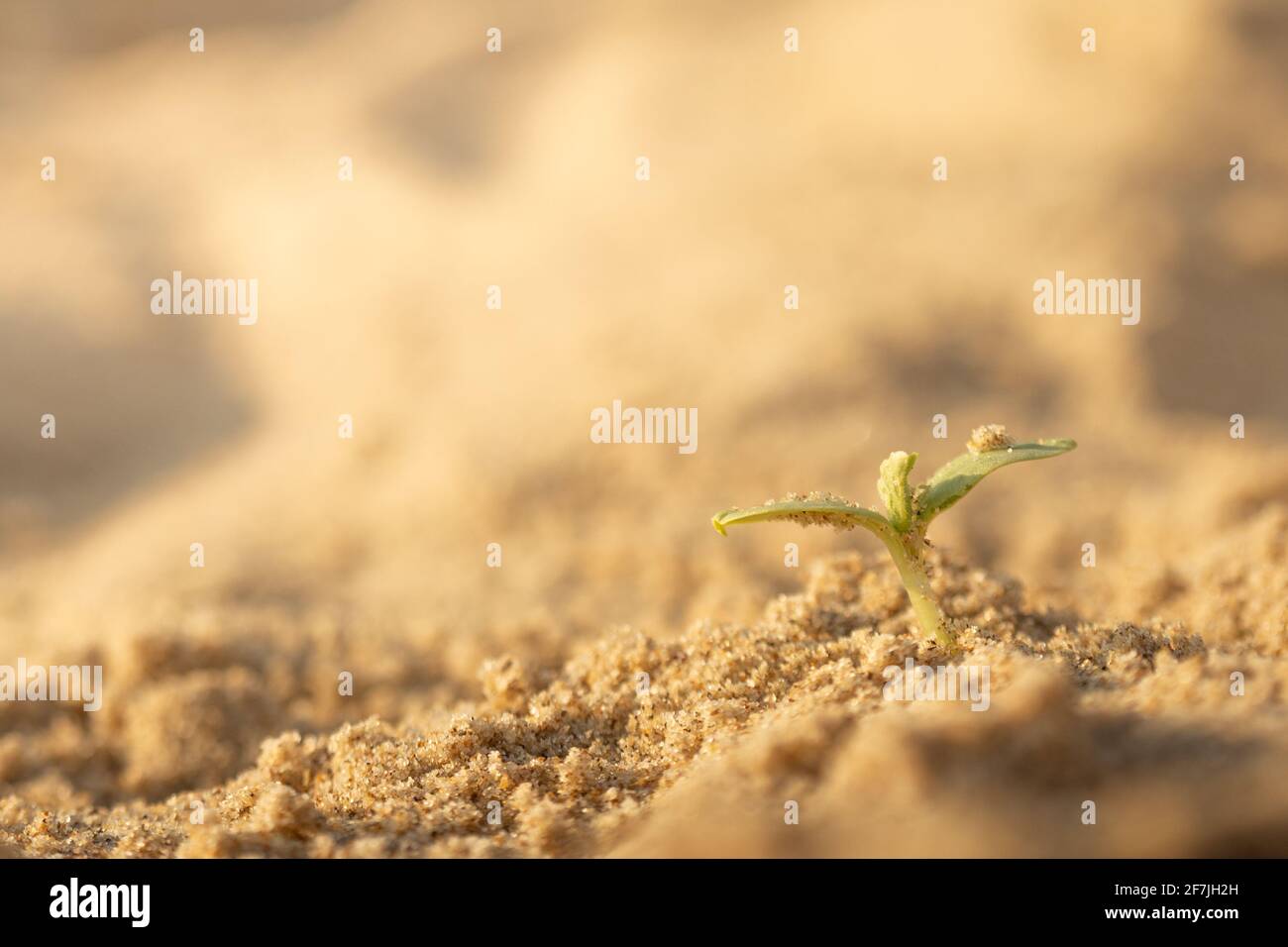 Giovane germoglio verde nel deserto. Luce solare. Concetto di superstite. Foto Stock