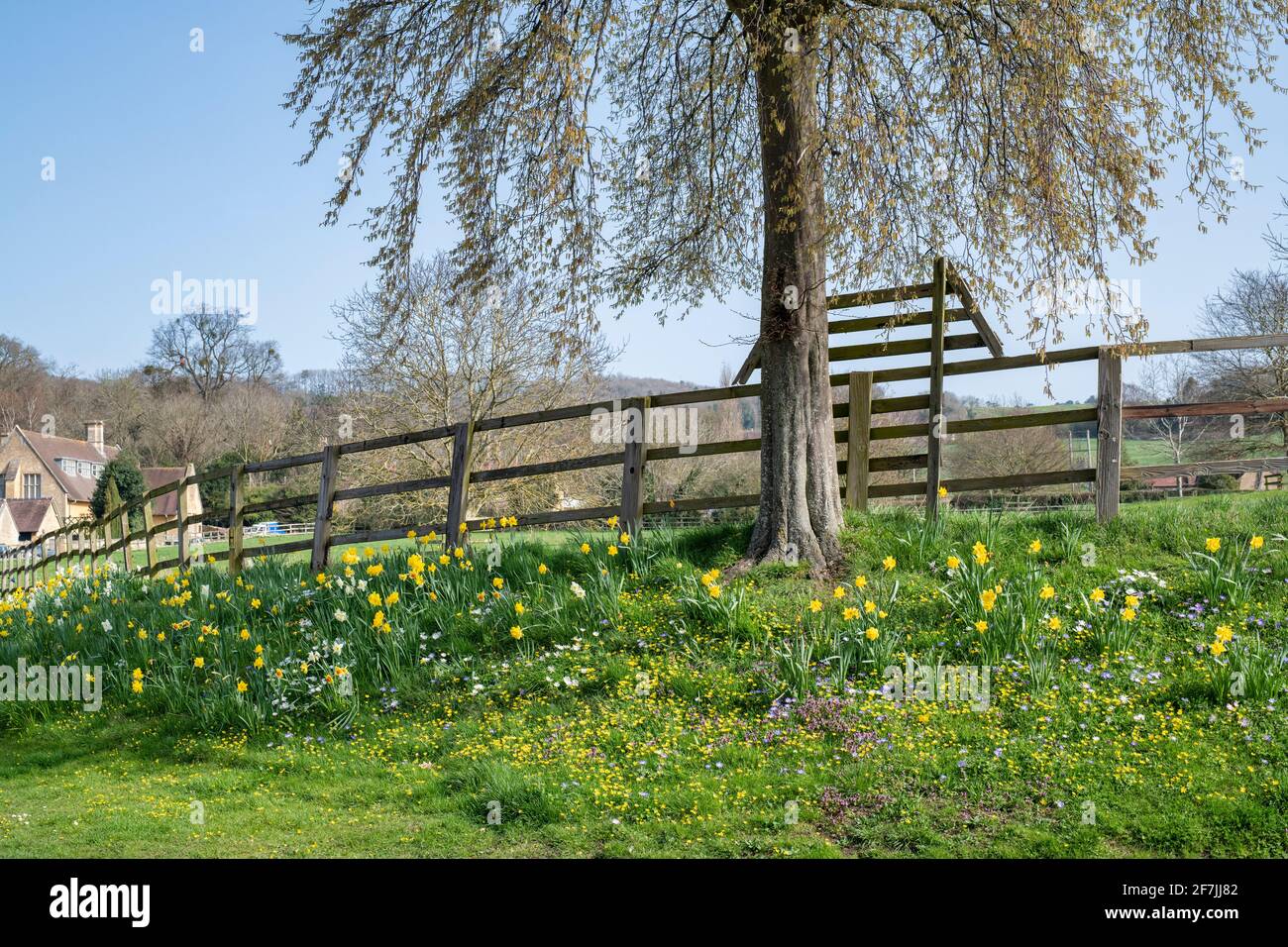 Fiori di primavera su una riva d'erba accanto alla strada nel villaggio di cotswold di Overbury in primavera. Cotswolds, Worcestershire, Inghilterra Foto Stock