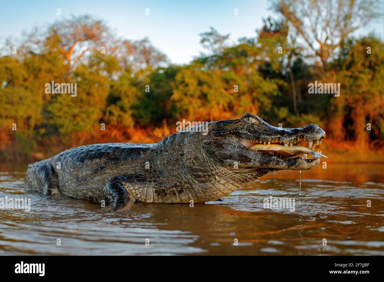 Coccodrillo cattura il pesce in acqua di fiume, luce della sera. Yacare Caiman, coccodrillo con piranha in museruola aperta con denti grandi, Pantanal, Bolivia. Dettaglio wid Foto Stock