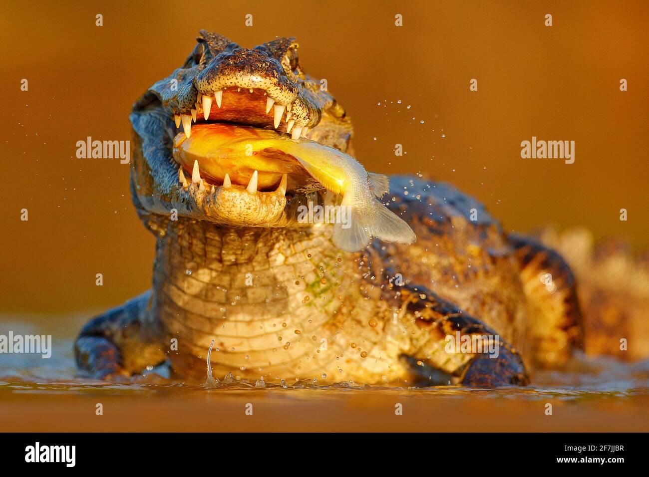 Coccodrillo cattura il pesce in acqua di fiume, luce della sera. Yacare Caiman, coccodrillo con piranha in museruola aperta con denti grandi, Pantanal, Brasile. Porta di dettaglio Foto Stock