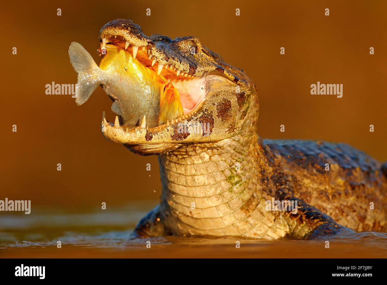 Coccodrillo cattura il pesce in acqua di fiume, luce della sera. Yacare Caiman, coccodrillo con pesce in museruola aperta con denti grandi, Pantanal, Brasile. Dettaglio portrai Foto Stock