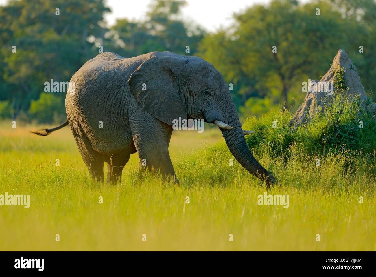 Cane selvatico africano, Lycaon pictus), camminando in acqua sulla strada. Caccia cane dipinto con grandi orecchie, bellissimo anilmo selvaggio in habitat. Natura selvaggia Foto Stock