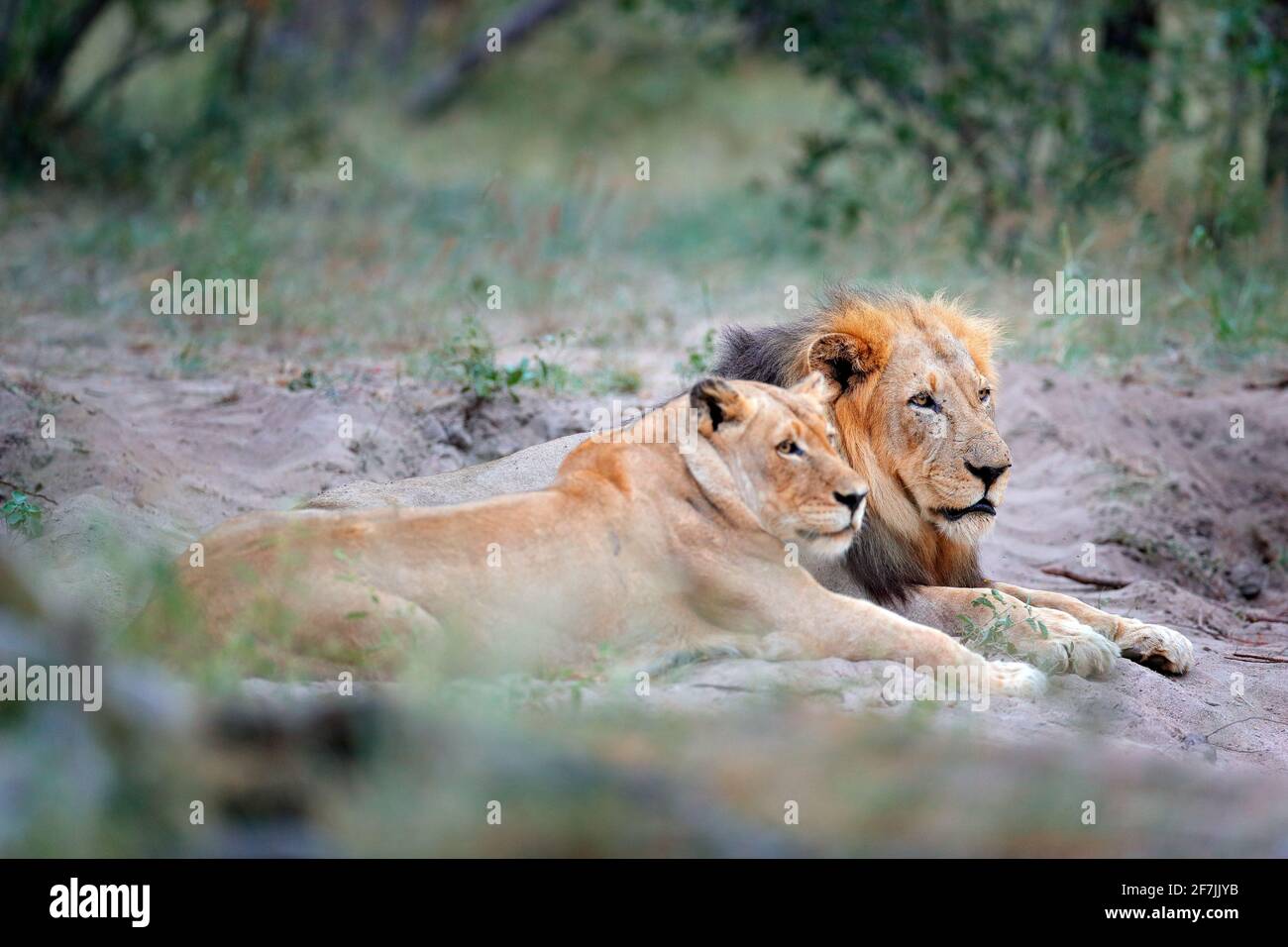 Ritratto di coppia di leoni africani, Panthera leo, dettaglio di grandi animali con sole serale, Parco Nazionale di Chobe, Botswana, Africa. Gatti in habitat naturale Foto Stock