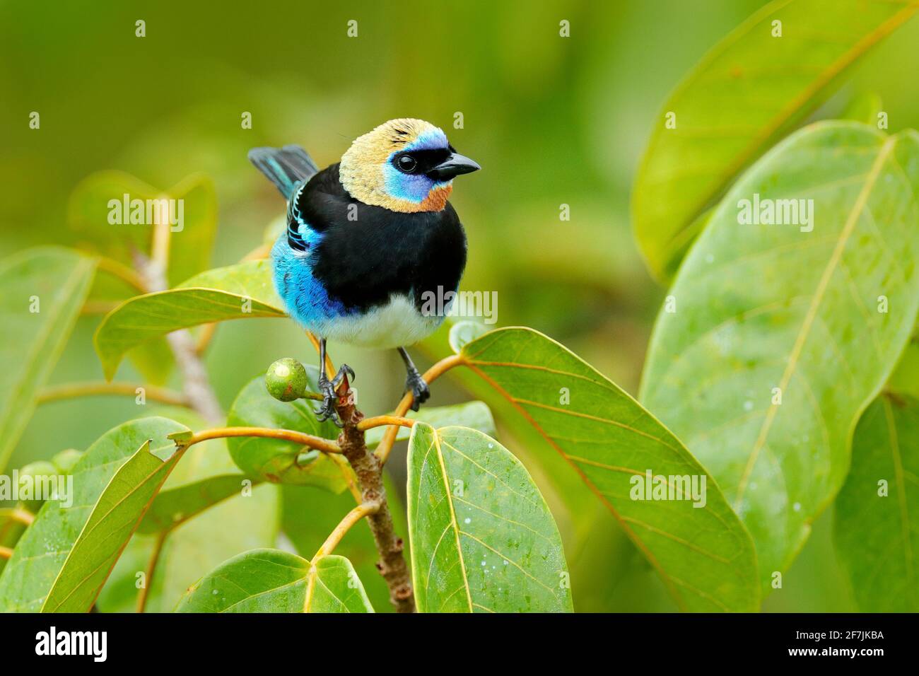 Tanager con cappuccio dorato, larvata di Tangara, uccello azzurro tropicale esotico con testa d'oro dal Costa Rica. Scena della fauna selvatica dalla natura. Tanager seduto sulla g Foto Stock