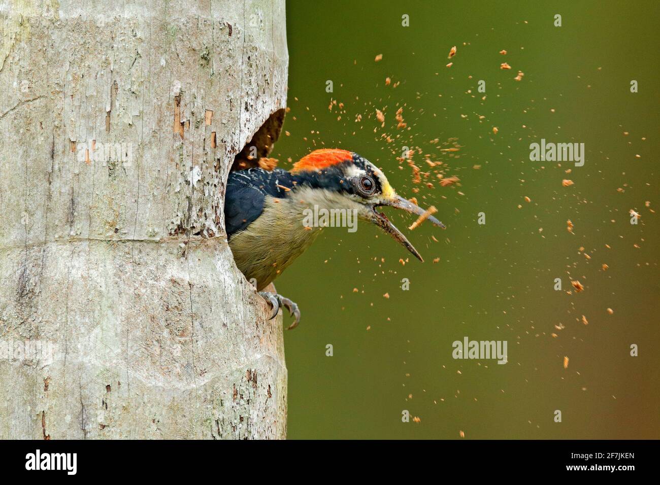 Nido di pulizia degli uccelli buco. Picchio di Costa Rica, Picchio di pecora nera, pucherani di melanerpes, uccello nell'habitat naturale, Costa Rica. Animale n Foto Stock