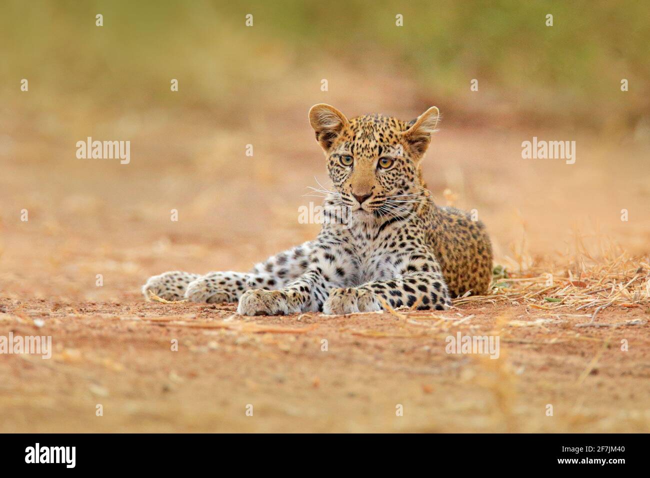 Leopardo africano, Panthera pardus shortidgei, Parco Nazionale di Hwange, Zimbabwe. Wil gatto ritratto nascosto nella bella erba gialla. Grande gatto selvatico nel nat Foto Stock