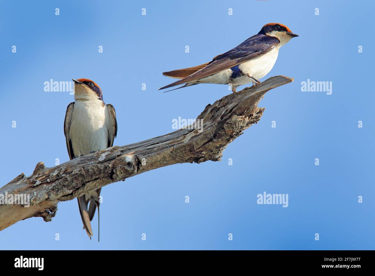 Swallow con coda di filo, Hirundo smithii, due uccelli seduti sul ramo dell'albero. Habitat naturale, cielo blu. Uccelli del Botswana, Africa. Giorno estivo con cigno Foto Stock