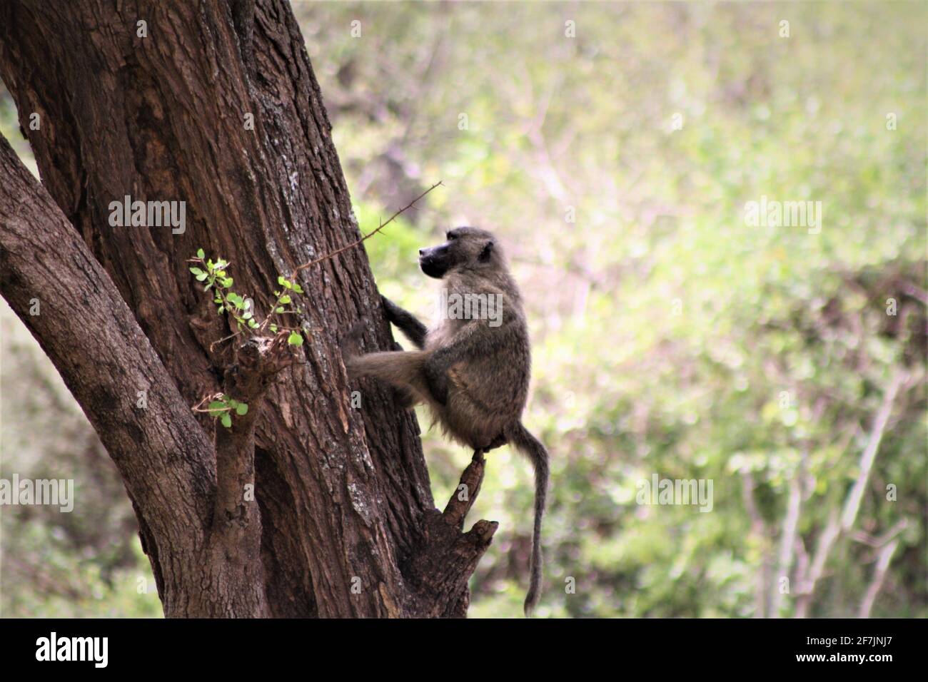 Il Baboon lo graffia´s bum nel Parco Nazionale del Lago Manyara in Tanzania, Africa. Foto Stock