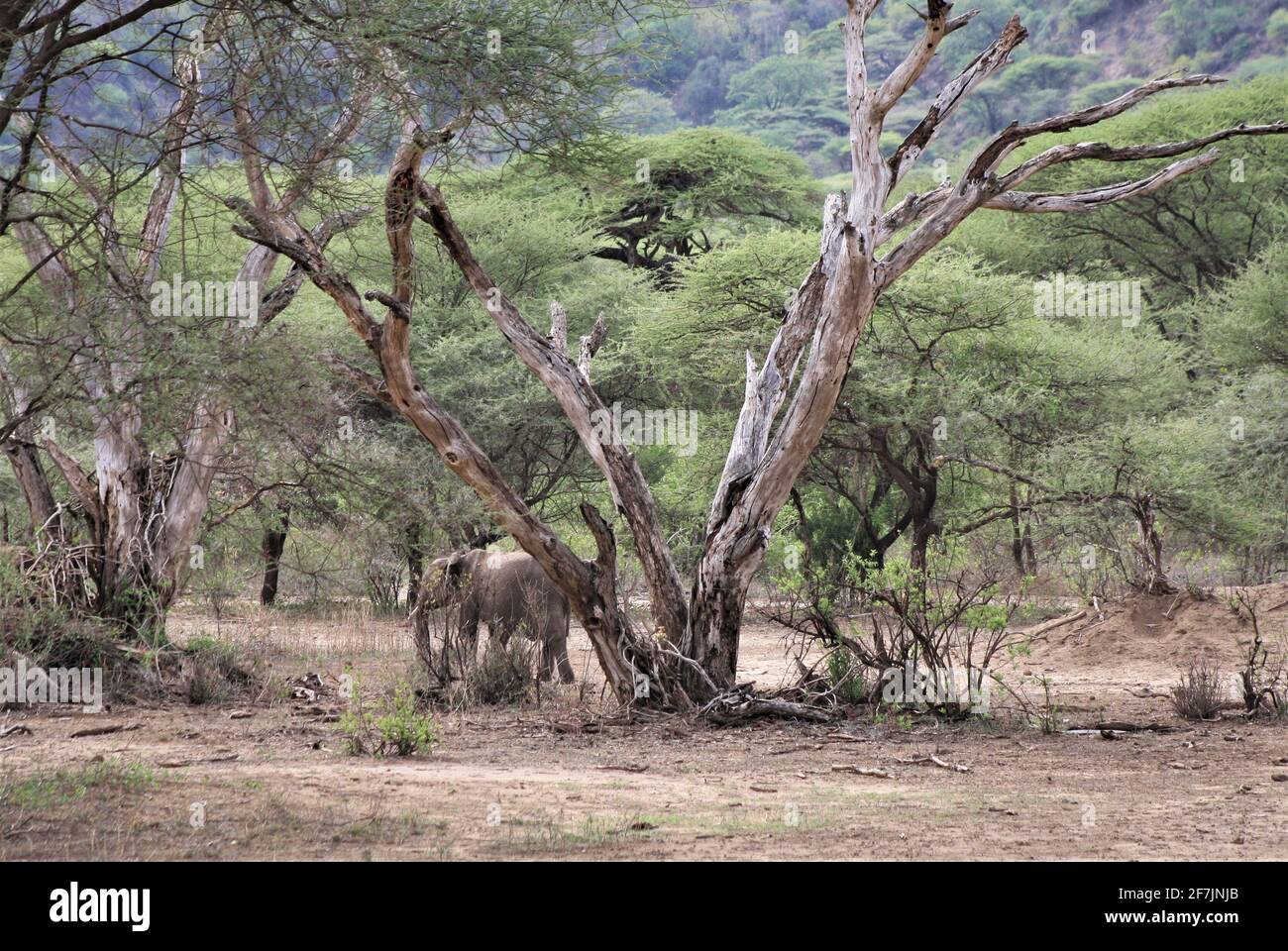 Elefante nel Parco Nazionale del Lago Manyara in Tanzania, Africa. Foto Stock