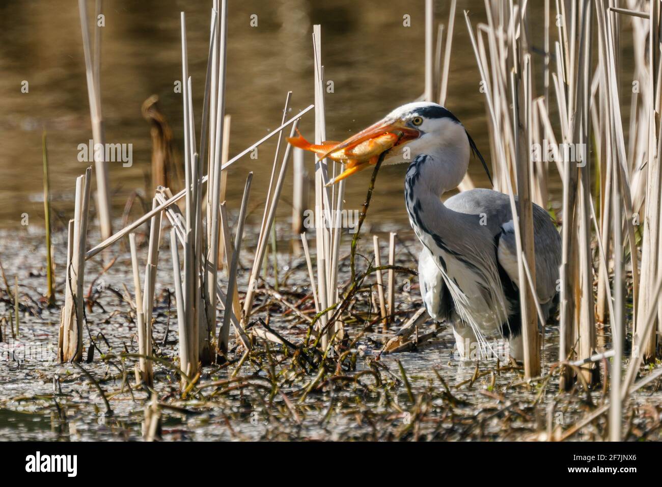 Grey Heron (Ardea cinerea) mangiare un pesce catturato in Barn Hill Pond, Wembley Park. Foto Stock