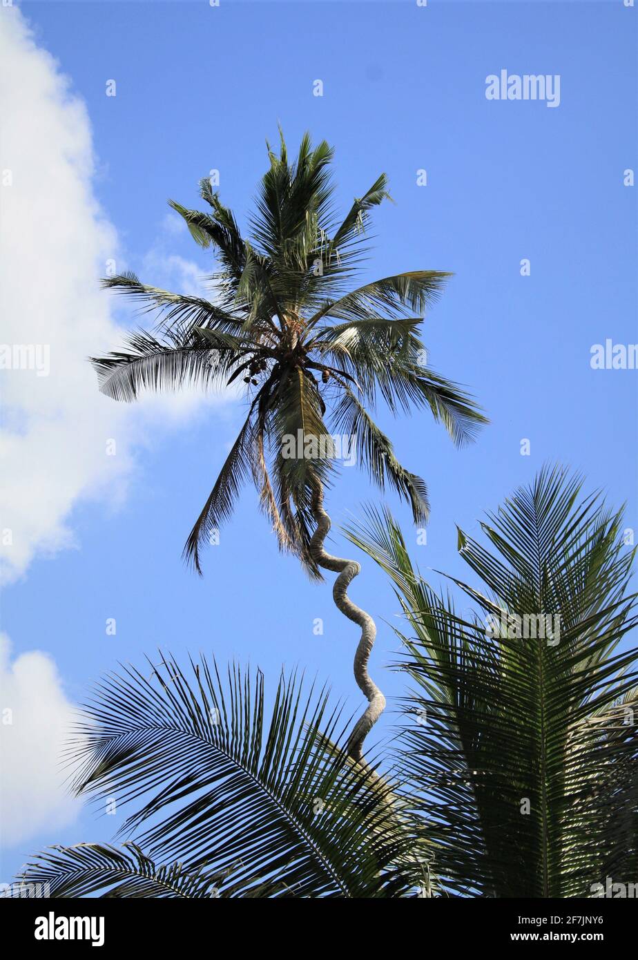 Bella palma alta e contorta nella giungla di Zanzibar in Tanzania, Africa. Foto Stock