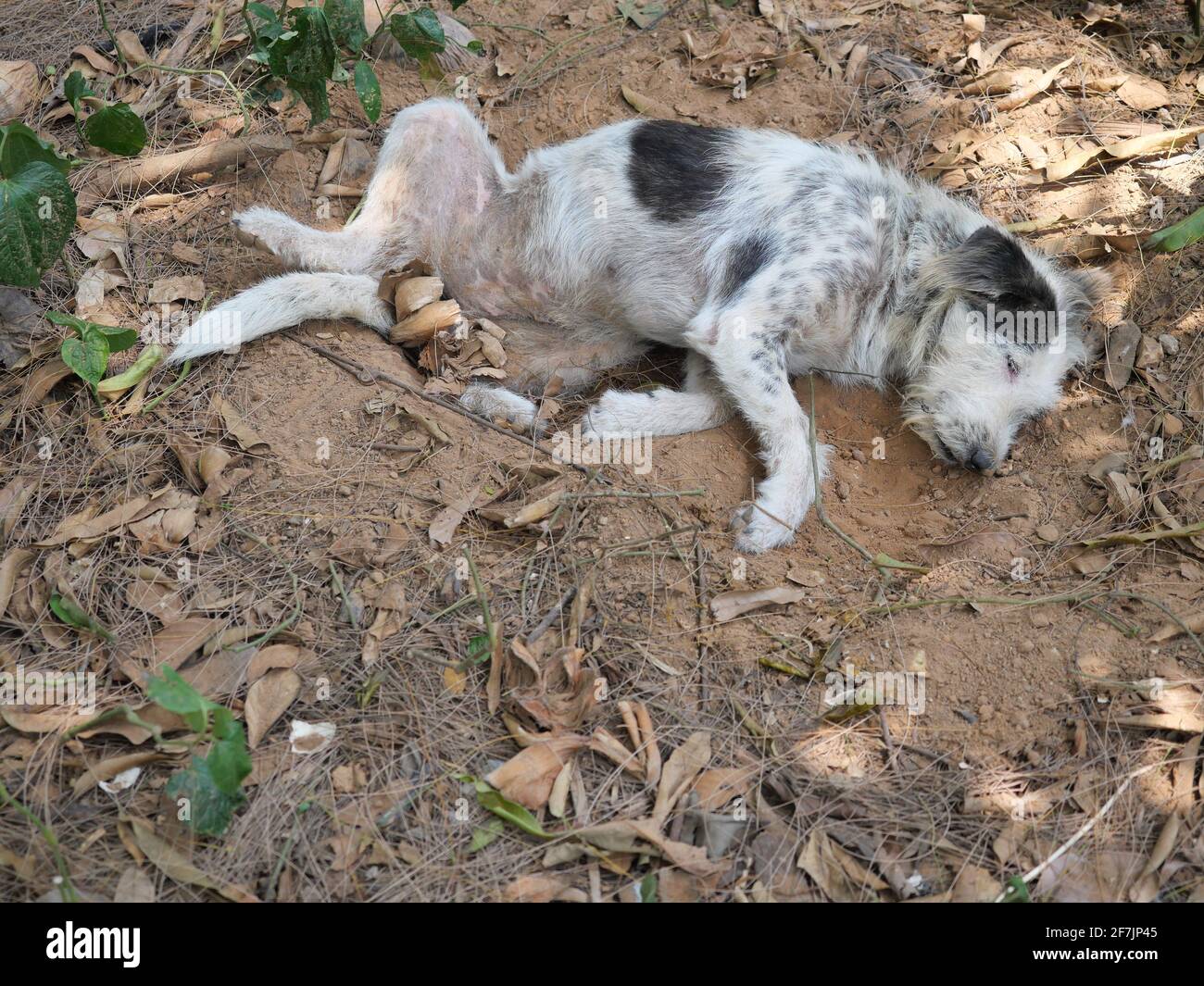 Cane bianco e nero a strisce che riposa nel buco scavato dove scavare, comportamento naturale degli animali domestici all'aperto Foto Stock