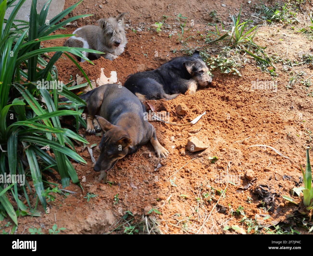 Cane a strisce nero e marrone che riposa nel buco scavato dove scavare, comportamento naturale degli animali domestici all'aperto Foto Stock