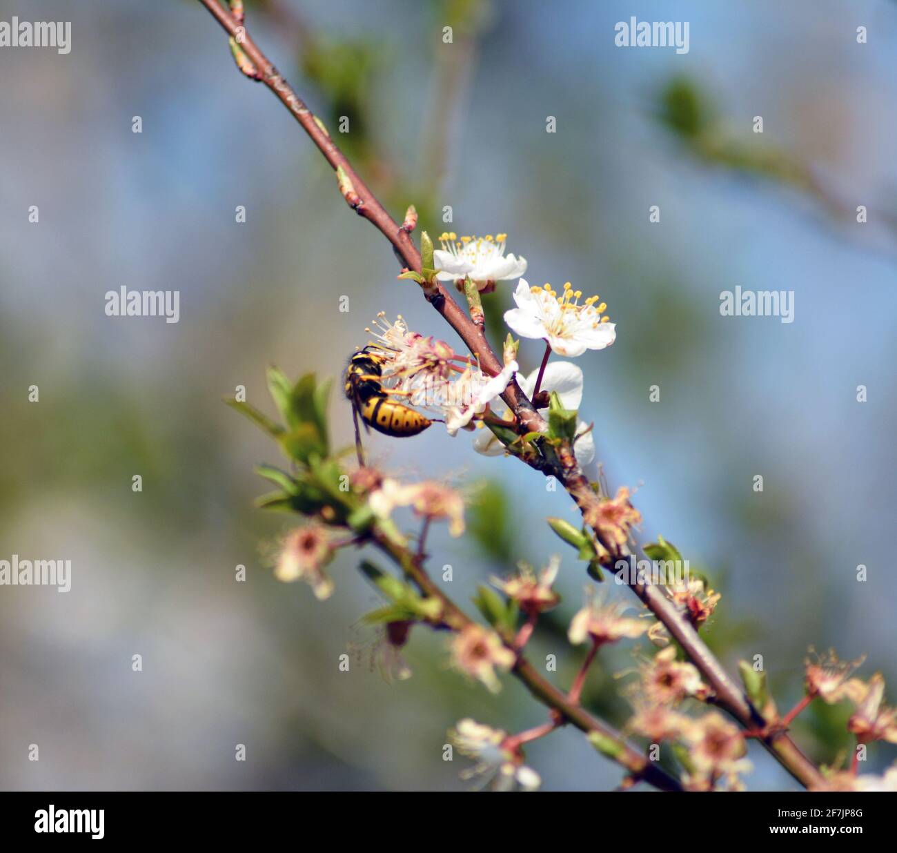 un'ape nella sua attività comune su un fiore Foto Stock