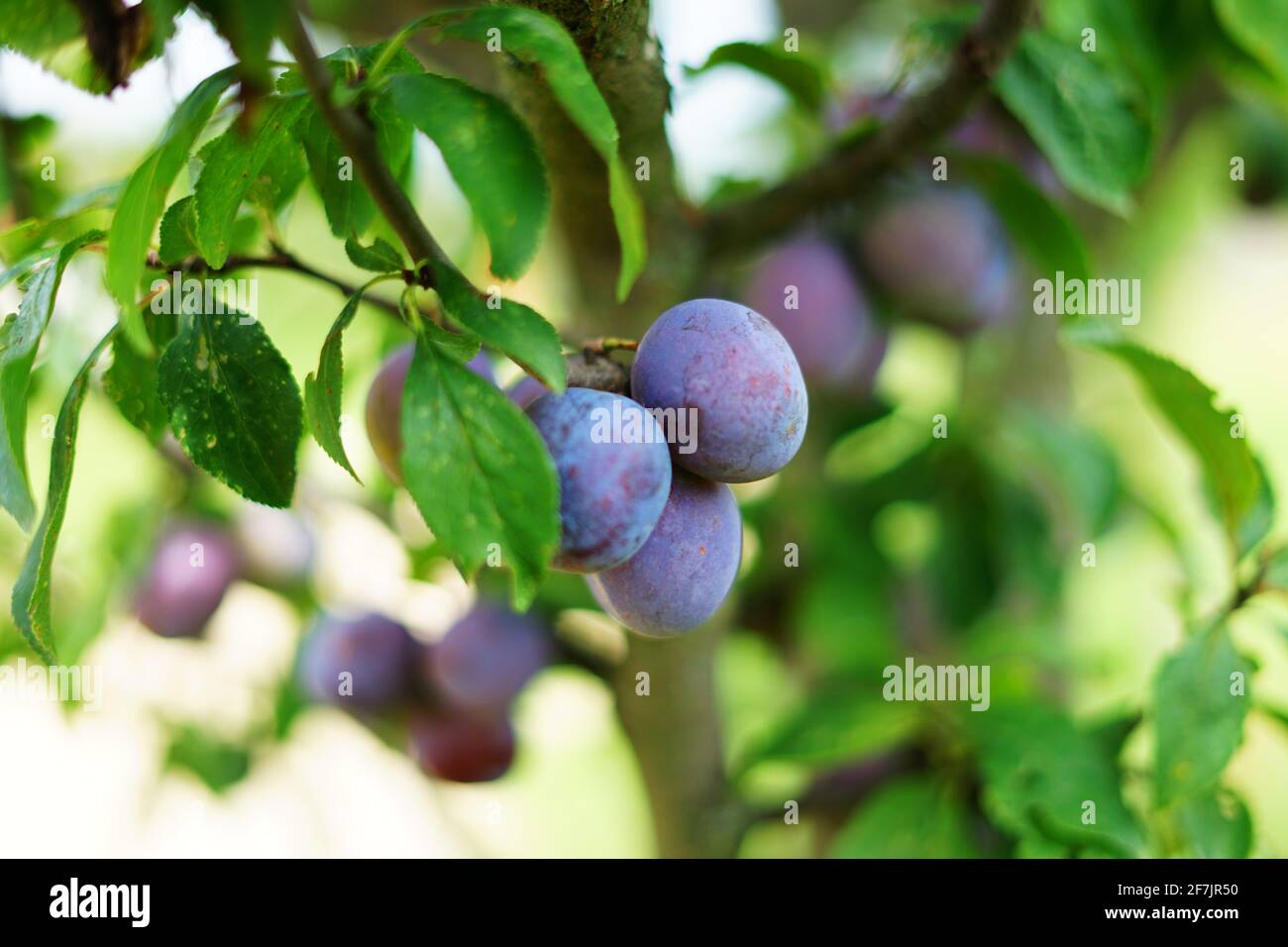 Prugne morave su albero pronto per la raccolta di alcol popolare Bere brandy di prugna Slivovitz Foto Stock