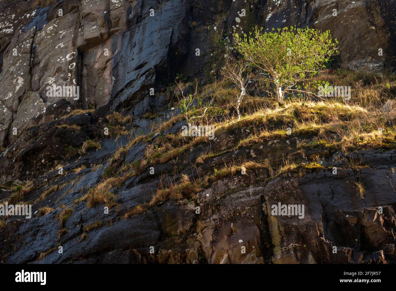 L'albero di Holly o ilex che cresce nella natura selvaggia sulle rocce sulle pendici del Monte Purple al Gap of Dunloe, Killarney, County Kerry, Irlanda Foto Stock
