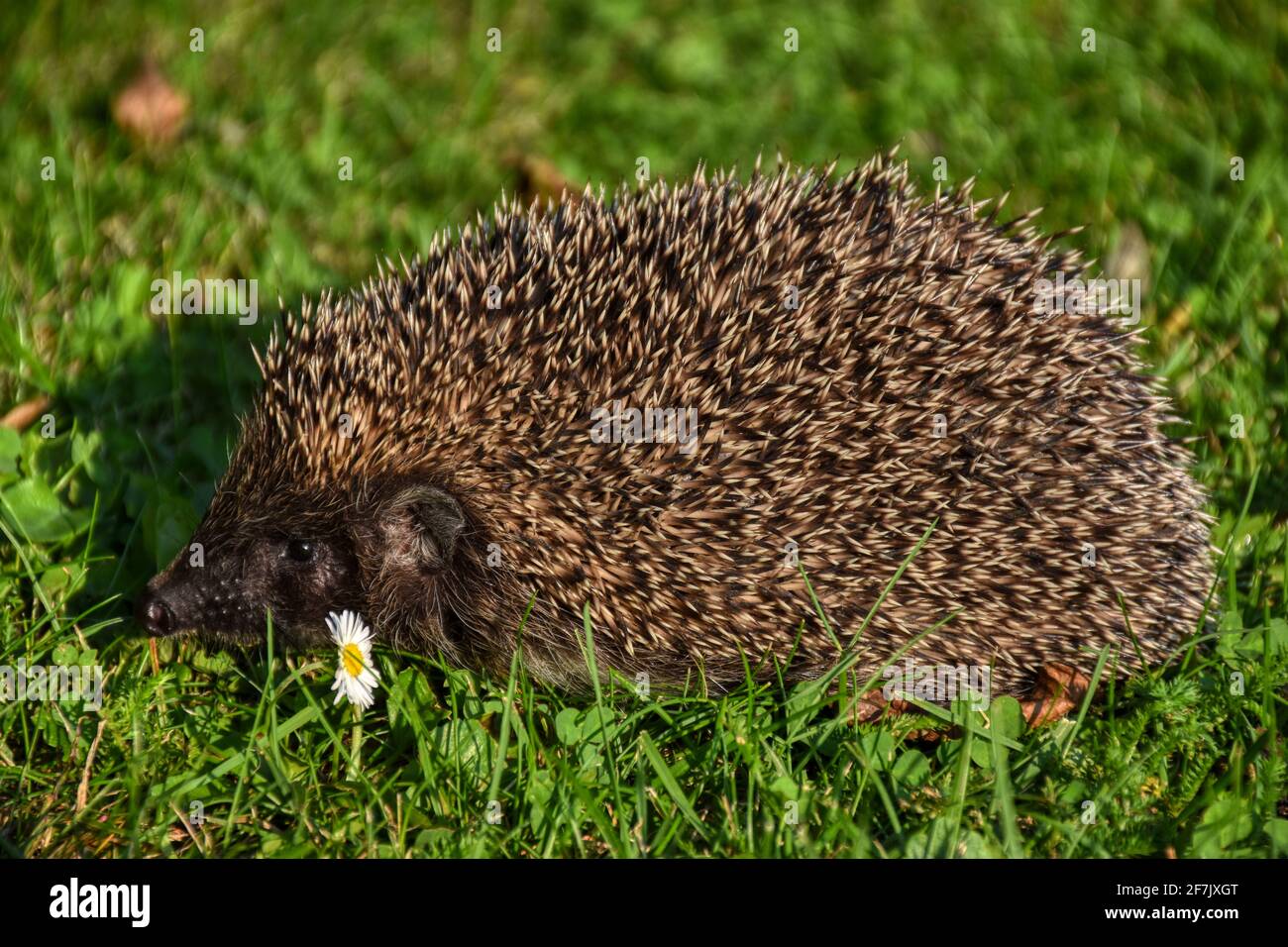 Igel, Herbst, Stachel, Stacheln, Schnauze, Nase, Jungtier, Jung, klein, OHR, Ohren, Braunbrustigel, Säugetier, mano, dito, streicheln, sorgen, pfleg Foto Stock