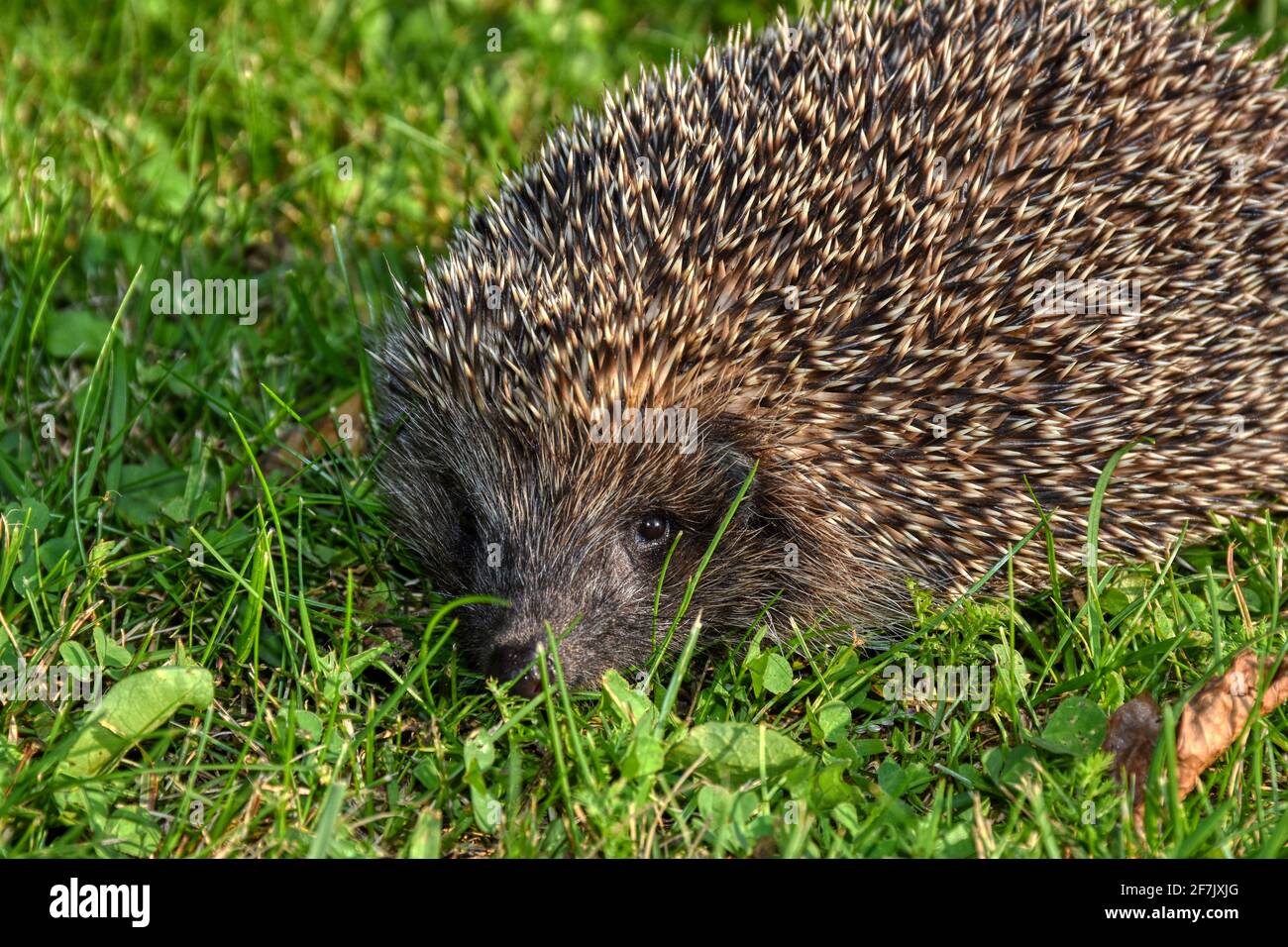 Igel, Herbst, Stachel, Stacheln, Schnauze, Nase, Jungtier, Jung, klein, OHR, Ohren, Braunbrustigel, Säugetier, mano, dito, streicheln, sorgen, pfleg Foto Stock