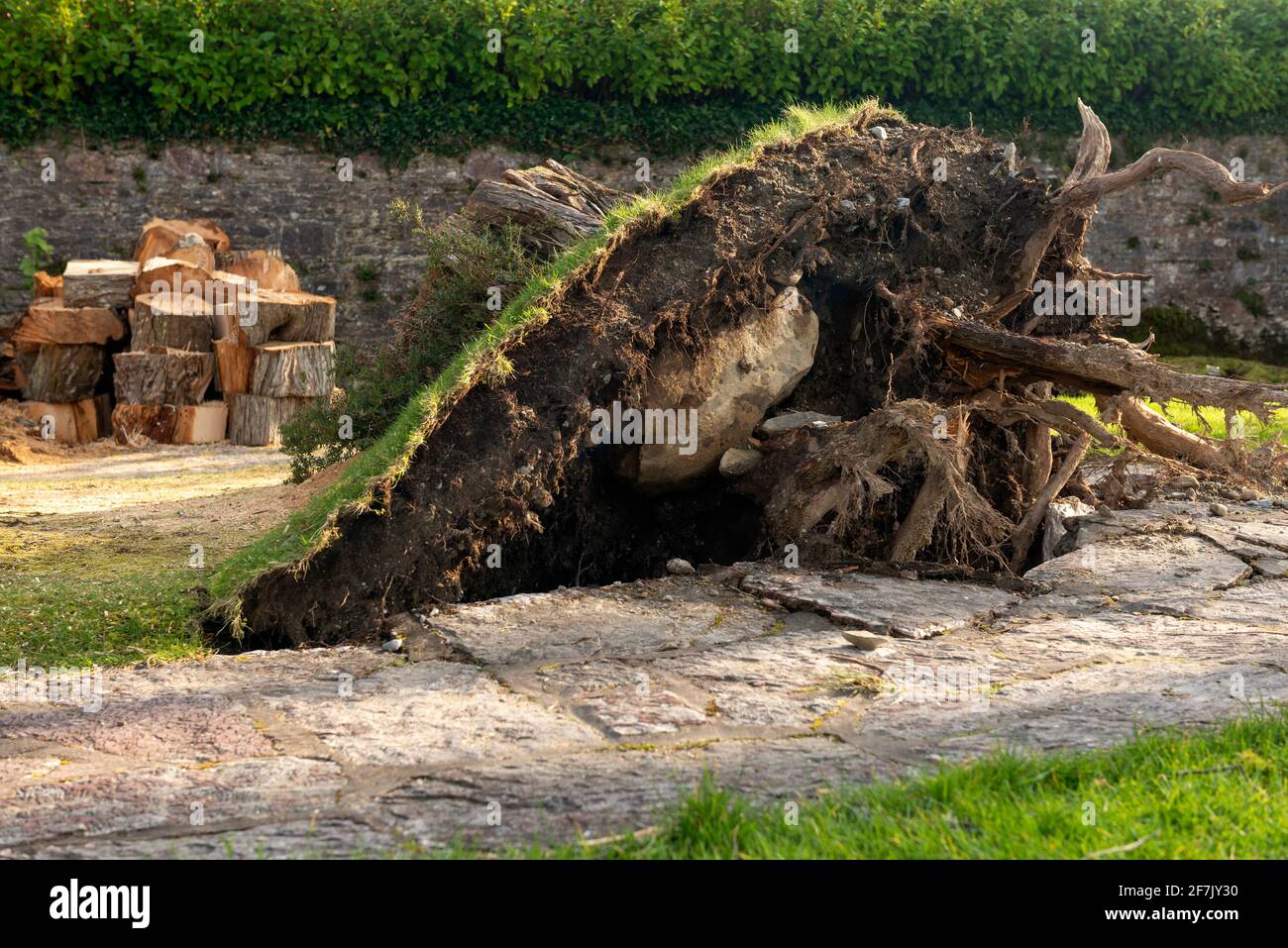 Irlanda danni tempesta albero caduto a Muckross House and Gardens nel Killarney National Park, County Kerry, Irlanda Foto Stock