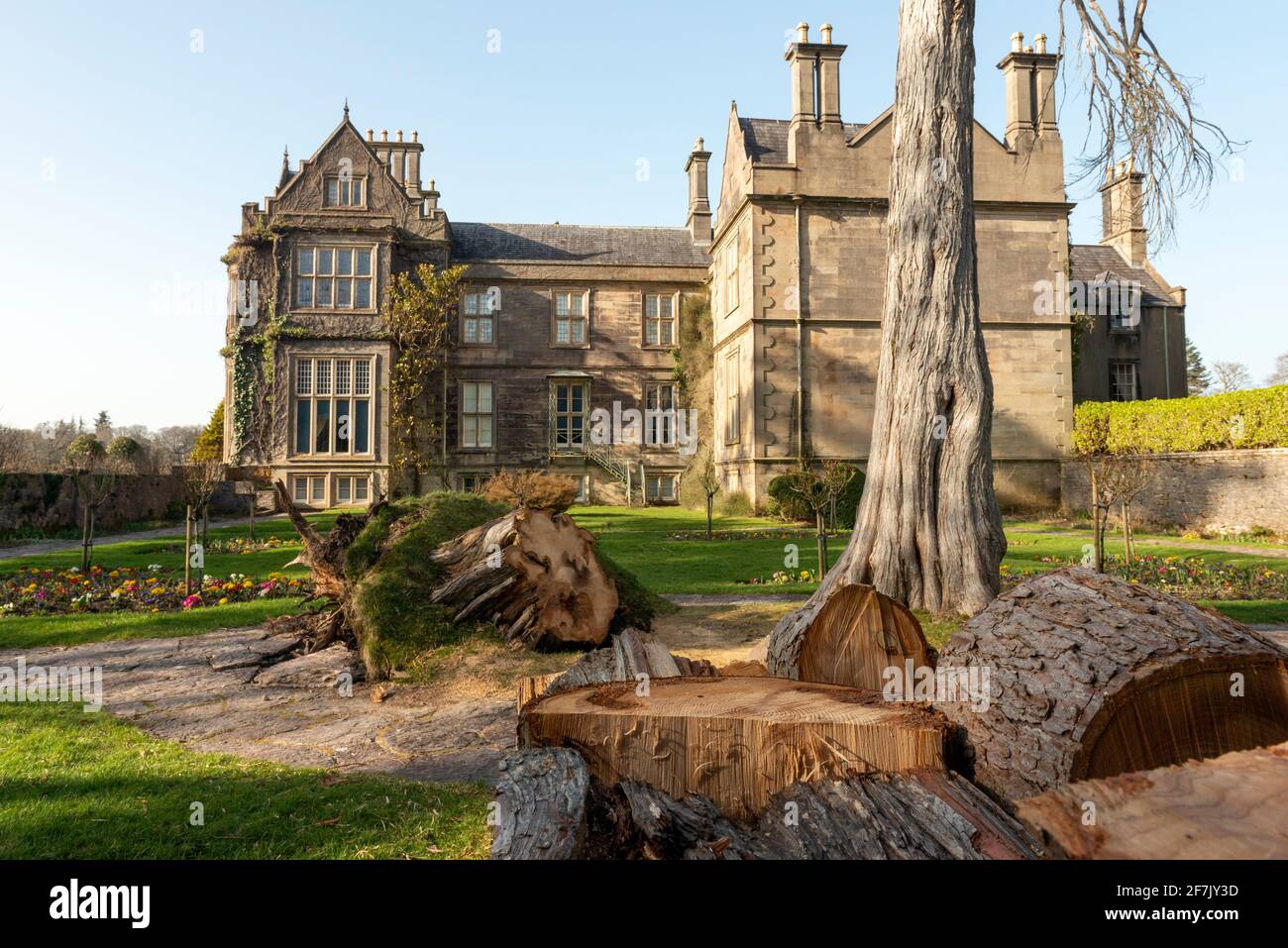 Irlanda danni tempesta albero caduto a Muckross House and Gardens nel Killarney National Park, County Kerry, Irlanda Foto Stock