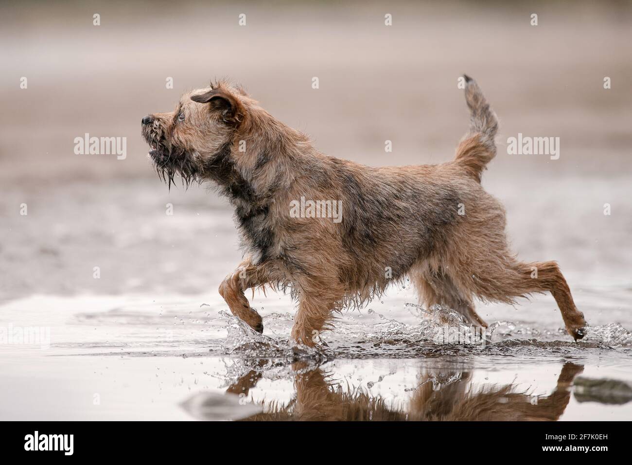 Cane di bordo Terrier sulla spiaggia Foto Stock