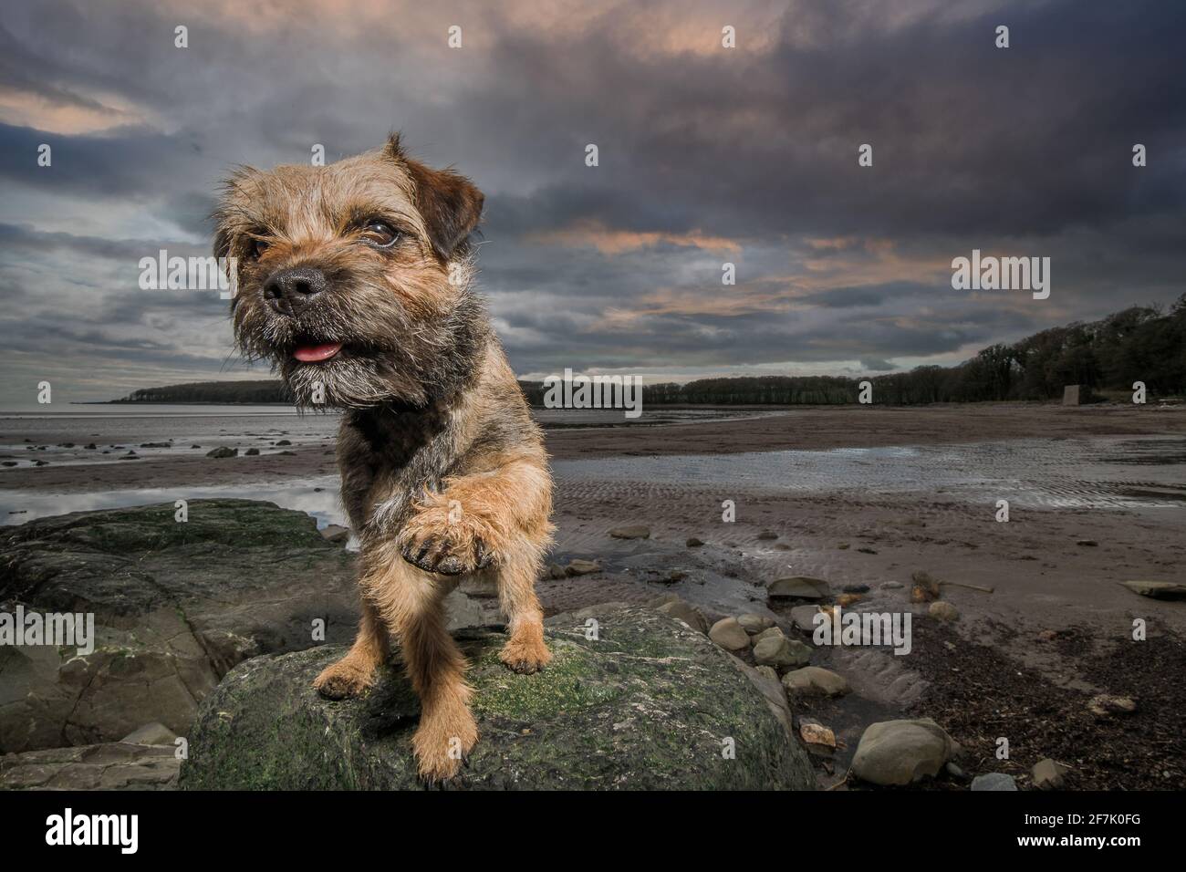 Cane di bordo Terrier sulla spiaggia Foto Stock