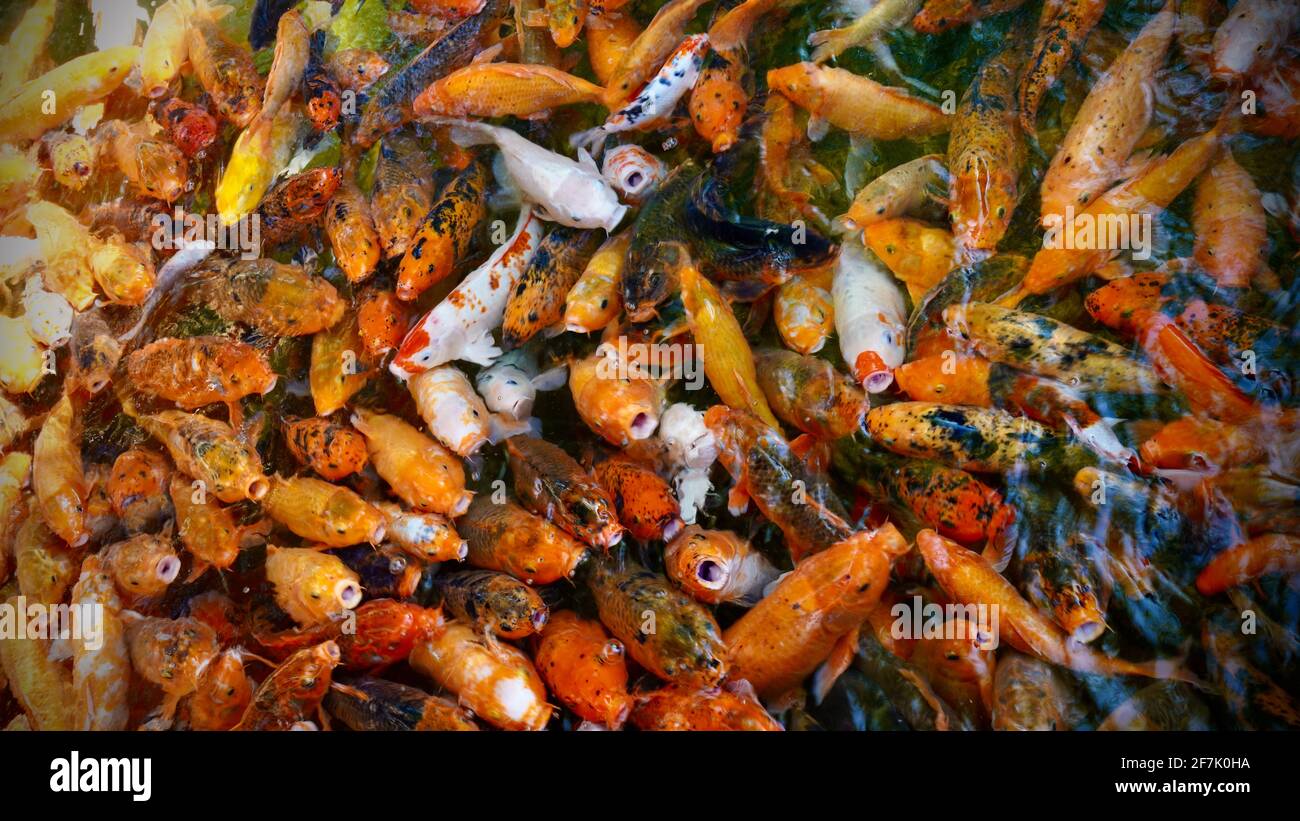 Colorati pesci carpe fantasia sono affollati nel laghetto per combattere per il cibo. Foto Stock