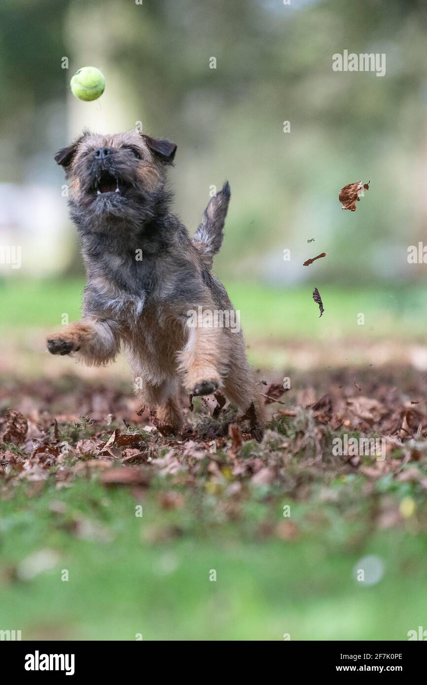 Border Terrier cane giocare con una palla Foto Stock
