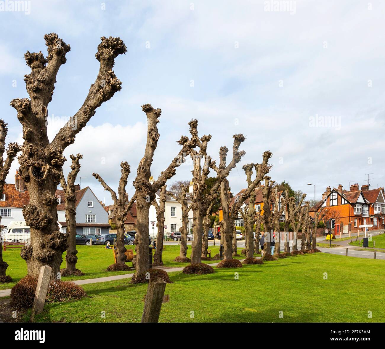 Alberi di lime senza frondolo sul verde, Marlborough, Wiltshire, Inghilterra, Regno Unito - avenue date 1840 Foto Stock
