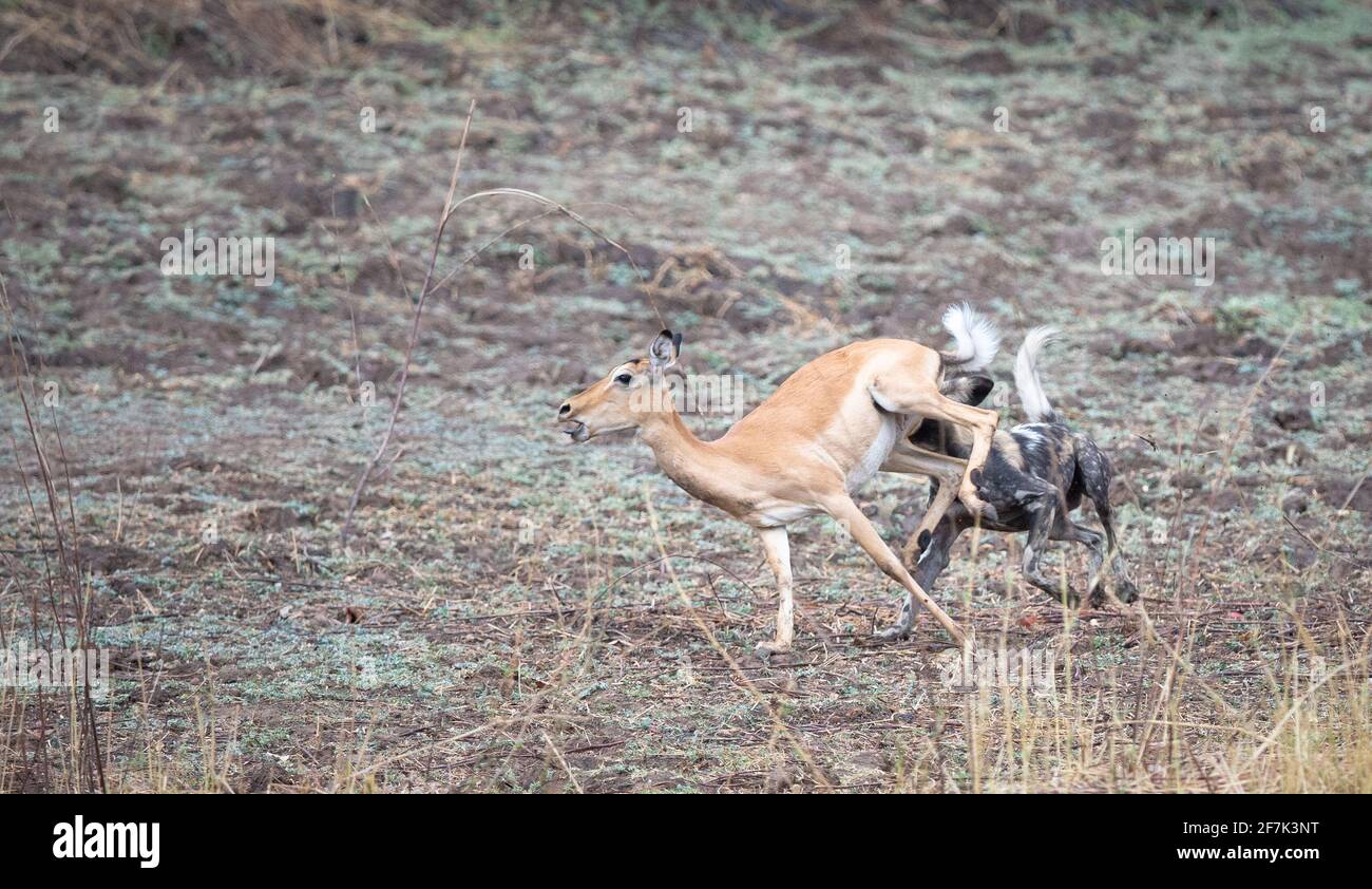 L'impala ha calciato al cane selvaggio in un tentativo disperato di uscire. SOUTH LUANGWA NATIONAL PARK, NAMIBIA: GUARDA il momento brutale un pacchetto di cani selvatici Foto Stock