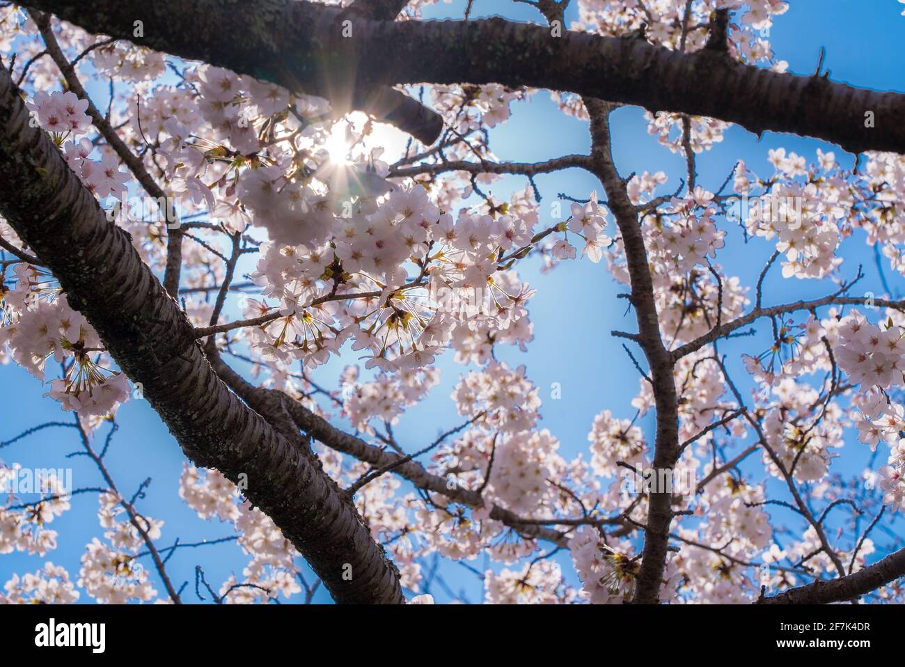 sakura giapponese e alberi di ciliegio in piena fioritura. Bellissimi fiori rosa, bianchi e magenta con cielo blu. Stagione Sakura, Giappone Foto Stock