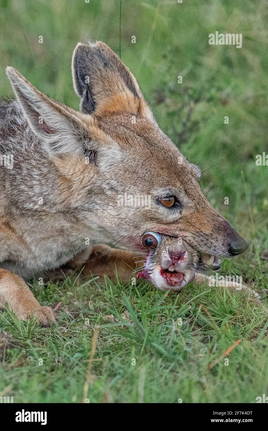 Un jackal con retro nero si incunea nel cranio minuscolo di questa lepre, causando il suo occhio a schioccare dal suo zoccolo. MASAI MARA, KENYA: IL momento RACCAPRICCIANTE un jackal cr Foto Stock