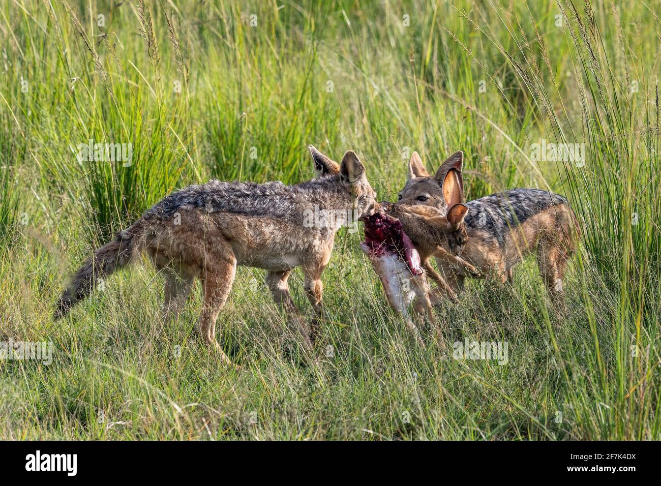 Un paio di jackal con retro nero si staccano una lepre che hanno cacciato insieme con successo. MASAI MARA, KENYA: Il momento RACCAPRICCIANTE un jackal schiaccia la s. Foto Stock