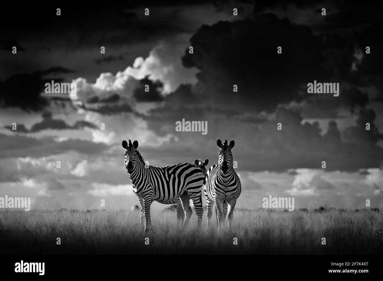 Zebra con cielo scuro. Zebra di Burchell, Equus quagga burchellii, Parco Nazionale Nxai Pan, Botswana, Africa. Animale selvatico sul prato d'erba. Nero Foto Stock