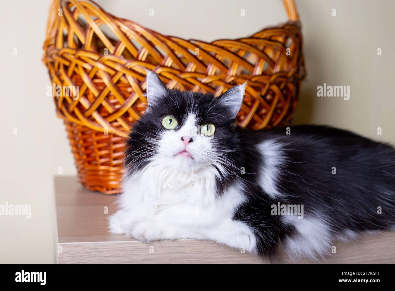 Gatto razza persiana sullo sfondo del cesto. Colore bianco e nero, occhi  verdi. METIS. Primo piano Foto stock - Alamy